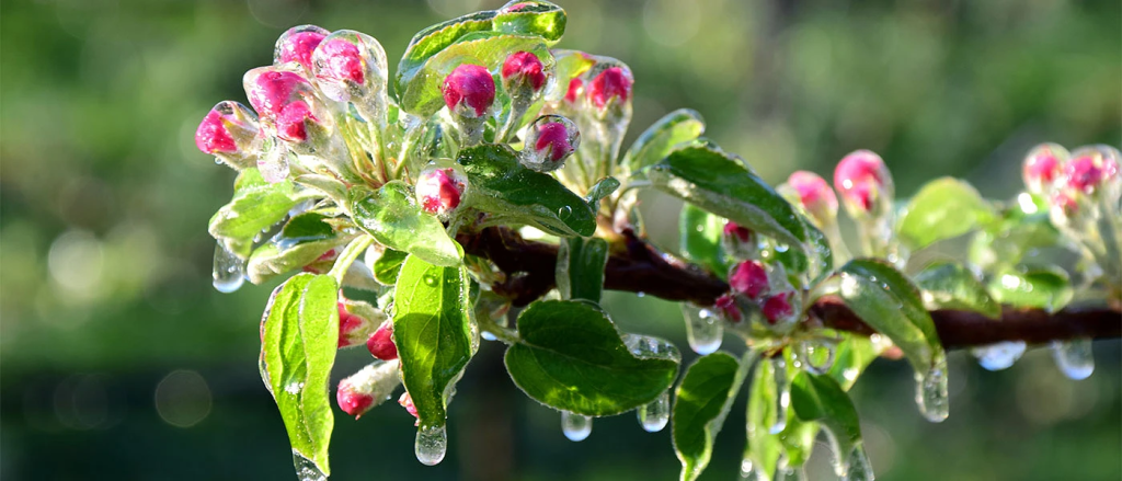 Με ειδική ρύθμιση ΥΠΕΘΟ οι αποζημιώσεις στο προανθικό από εαρινό παγετό το Μάιο