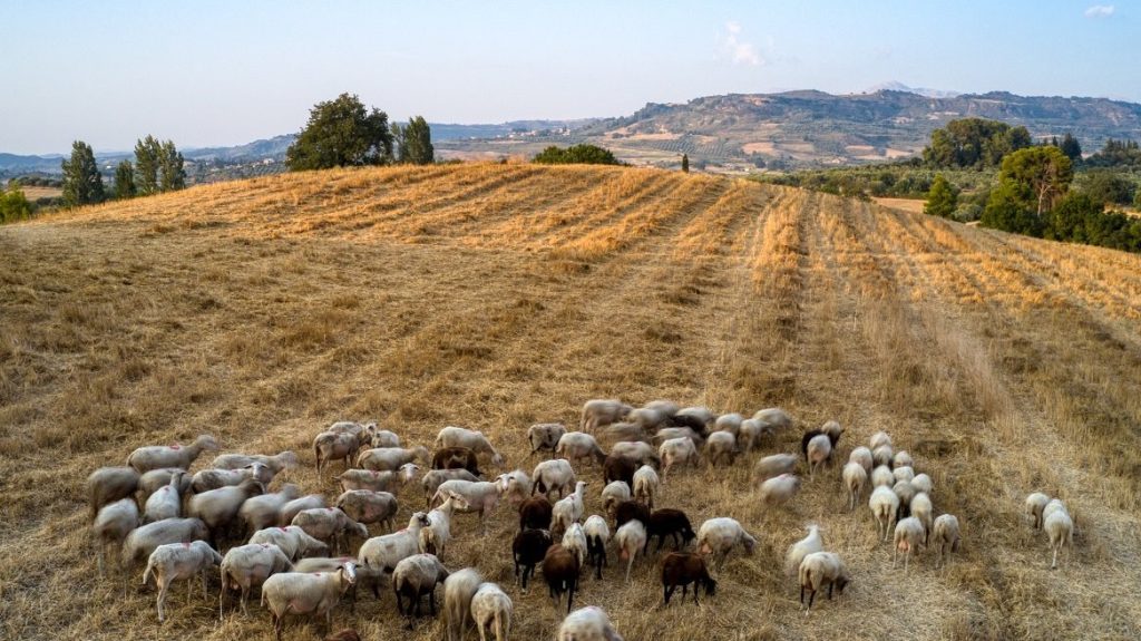 Ημερήσια αποζημίωση 1,5 ευρώ/ζώο για επιζωοτίες ζητούν κτηνοτρόφοι