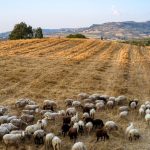 Ημερήσια αποζημίωση 1,5 ευρώ/ζώο για επιζωοτίες ζητούν κτηνοτρόφοι