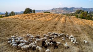 Ημερήσια αποζημίωση 1,5 ευρώ/ζώο για επιζωοτίες ζητούν κτηνοτρόφοι