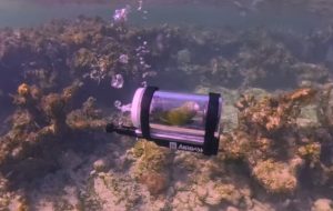 Παπαγάλος εξερευνά τον βυθό στις Μπαχάμες με μίνι υποβρύχιο – Viral βίντεο με εκατομμύρια προβολές