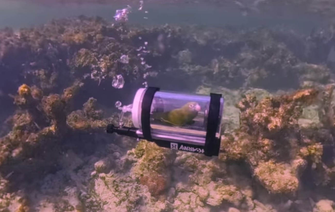 Παπαγάλος εξερευνά τον βυθό στις Μπαχάμες με μίνι υποβρύχιο – Viral βίντεο με εκατομμύρια προβολές