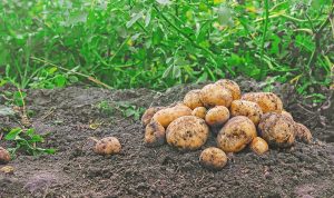 Ένα βήμα πριν την οριστική συμφωνία για την τιμή της πατάτας στη Μεσσηνία