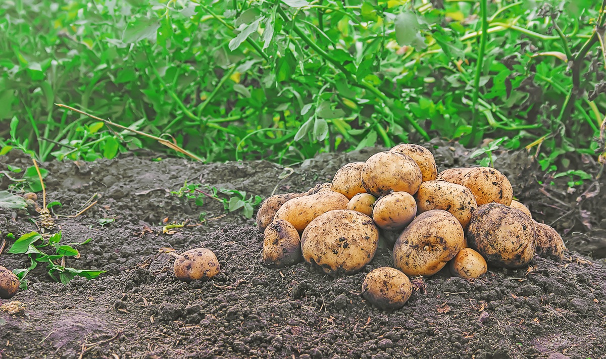 Ένα βήμα πριν την οριστική συμφωνία για την τιμή της πατάτας στη Μεσσηνία