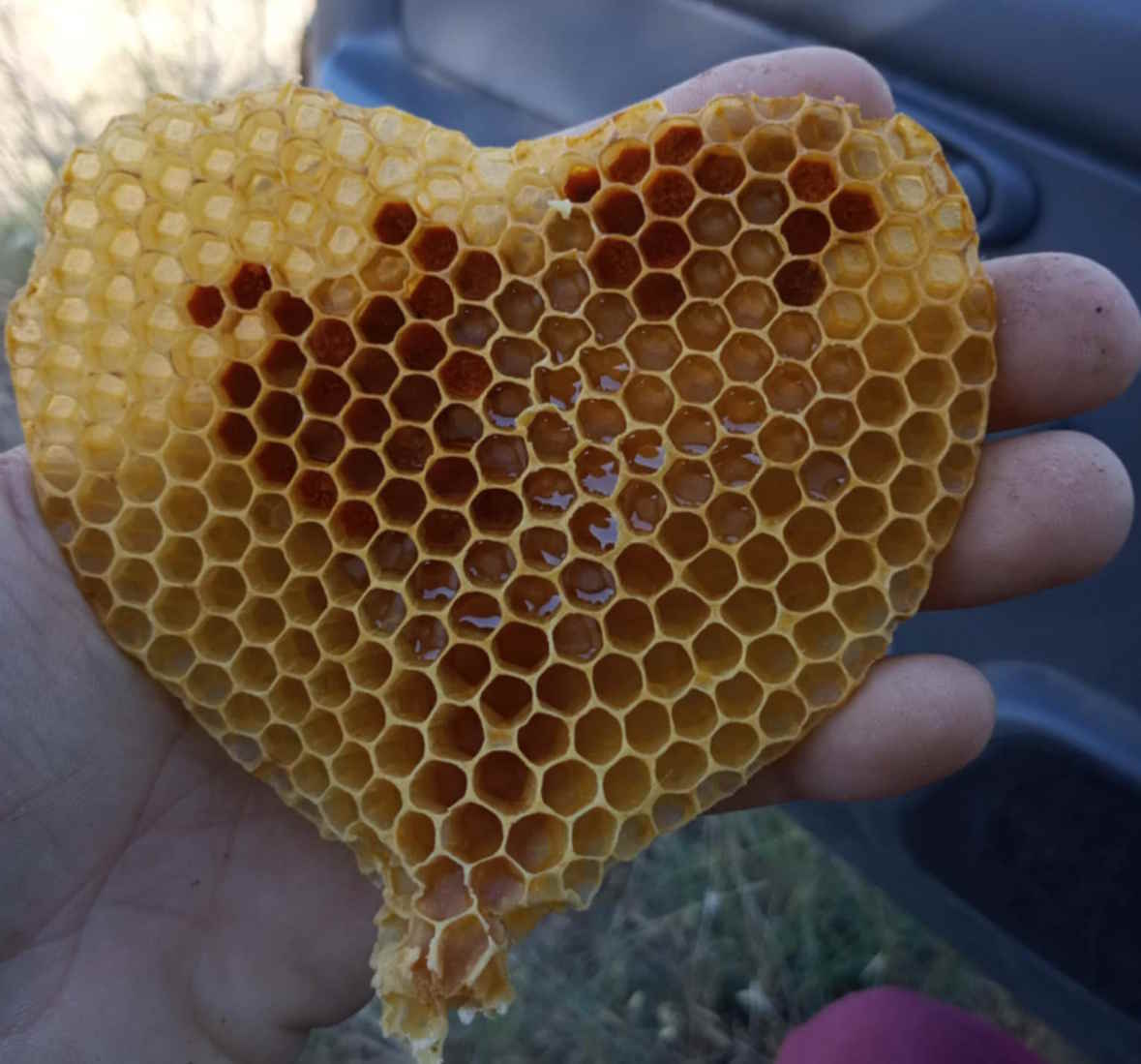 Στήριξη της μελισσοκομίας • Έλληνας Αγρότης