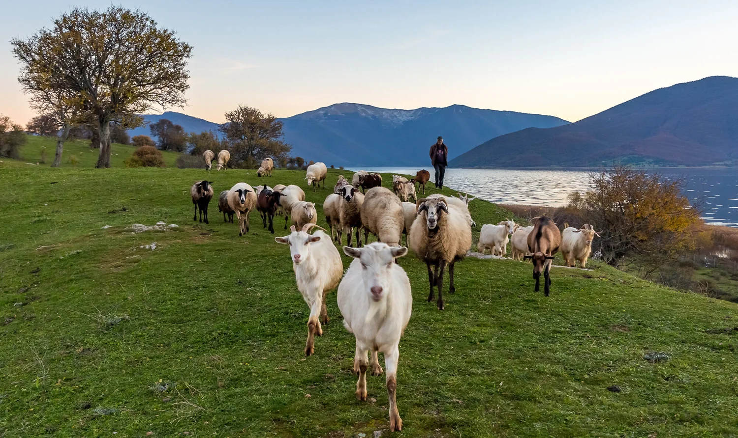 Πιθανή μια προκήρυξη για βιολογικά ζωικής και μελισσοκομία, με δεσμευμένα κονδύλια ύψους 78 εκατ. ευρώ