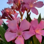 Τοξικότητα και κίνδυνοι από το φυτό πικροδάφνη που συναντάται ευρέως σε δημόσιους χώρους