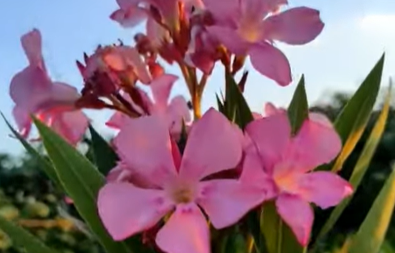 Τοξικότητα και κίνδυνοι από το φυτό πικροδάφνη που συναντάται ευρέως σε δημόσιους χώρους