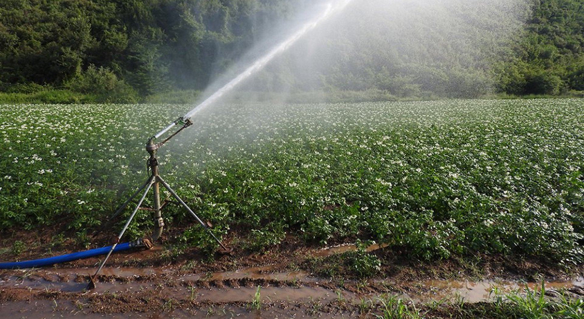 Τράπεζα της Ελλάδας: Πρόβλημα ο μικρός κλήρος και η ηλικία των αγροτών - Κατεύθυνση ενισχύσεων στις επενδύσεις • Έλληνας Αγρότης
