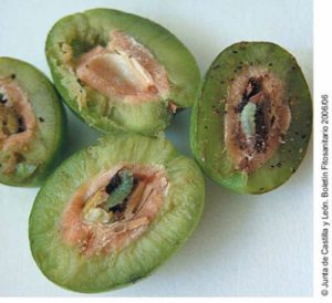 Μια...όχι τόσο ωραία πεταλούδα για τον ελαιώνα σας