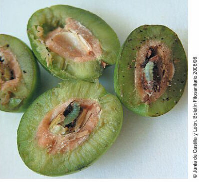 Μια...όχι τόσο ωραία πεταλούδα για τον ελαιώνα σας