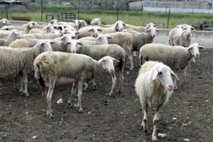 Προσοχή σε απόπειρες τηλεφωνικής εξαπάτησης με πρόσχημα τον αφθώδη συνιστά το ΥΠΑΑΤ