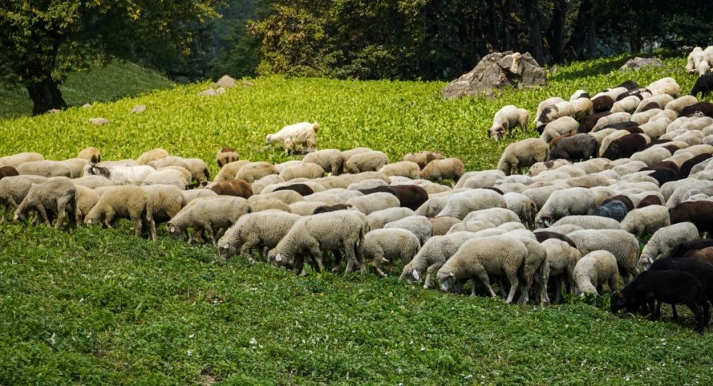 Ως 15 Απριλίου σε ισχύ τα προληπτικά μέτρα κατά της ευλογιάς στην Κρήτη