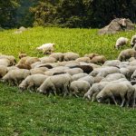 Ως 15 Απριλίου σε ισχύ τα προληπτικά μέτρα κατά της ευλογιάς στην Κρήτη