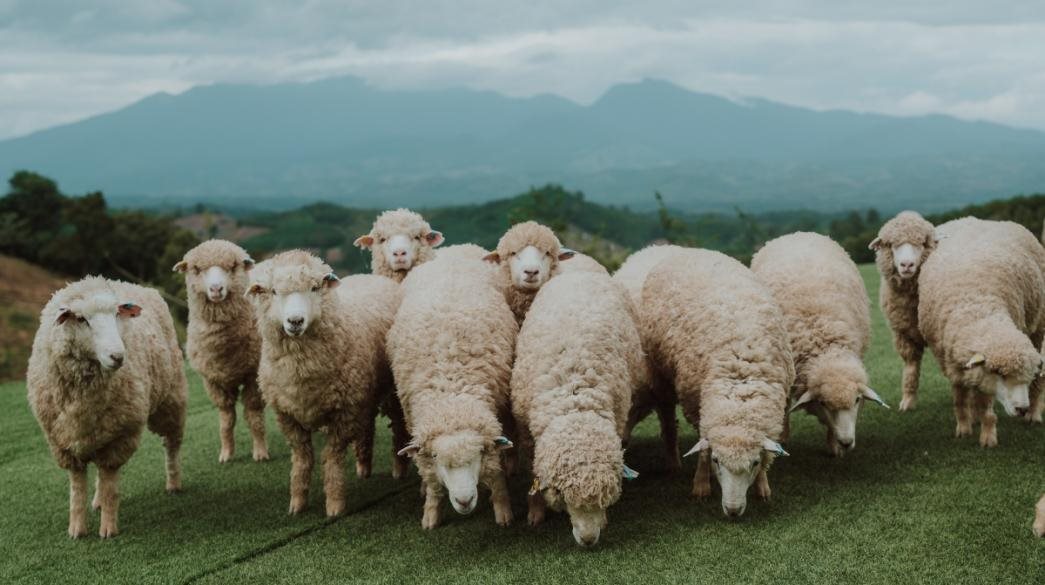 Μόλις 5 τα κρούσματα ευλογιάς αιγοπροβάτων στις αρχές Απριλίου
