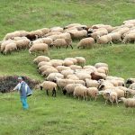 Παρατείνονται ως 30 Απριλίου τα προληπτικά μέτρα για ευλογιά στην Κρήτη