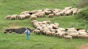Παρατείνονται ως 30 Απριλίου τα προληπτικά μέτρα για ευλογιά στην Κρήτη