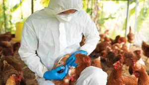 Επεκτάθηκε η κατάσταση έκτακτης ανάγκης λόγω γρίπης των πτηνών • Έλληνας Αγρότης