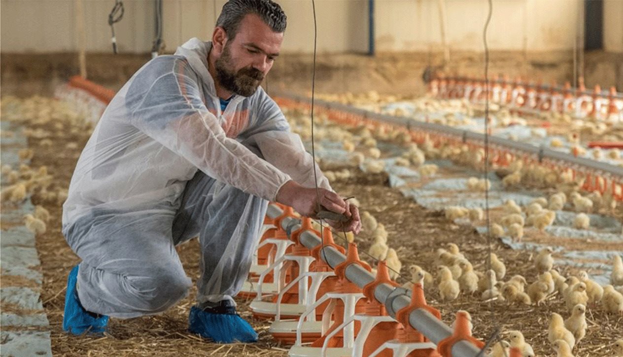 Ισχυρή αβάντα στο κοτόπουλο οι υψηλές τιμές στο βόειο κρέας λέει η Rabobank