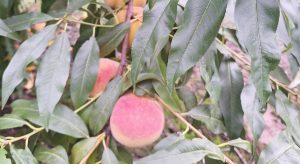 Ροδάκινα: Καλή ανθοφορία, ερωτήματα για τιμές και εργάτες γης • Έλληνας Αγρότης