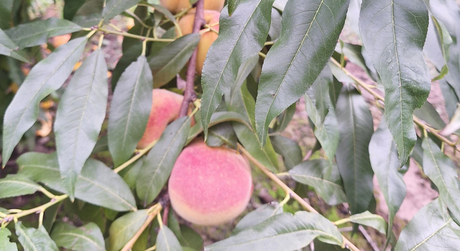 Ροδάκινα: Καλή ανθοφορία, ερωτήματα για τιμές και εργάτες γης • Έλληνας Αγρότης