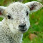 Αφθώδης πυρετός στη Λέσβο: 25 επιβεβαιωμένα κρούσματα