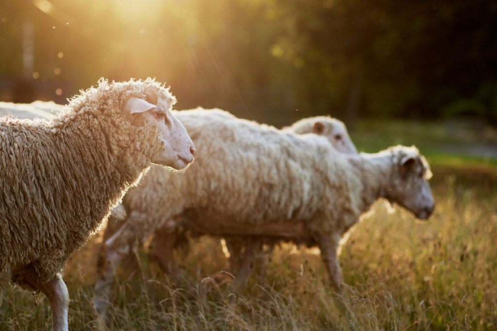 Πλήρωσε 22,7 εκατ. ευρώ για αποζημιώσεις λόγω ευλογιάς και αφθώδους το ΥΠΑΑΤ