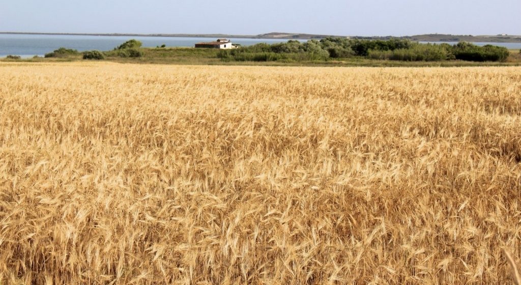Οι αξιολογήσεις της κατάστασης των καλλιεργειών χειμερινού σιταριού επιδεινώθηκαν στις ΗΠΑ • Έλληνας Αγρότης