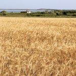 Οι αξιολογήσεις της κατάστασης των καλλιεργειών χειμερινού σιταριού επιδεινώθηκαν στις ΗΠΑ • Έλληνας Αγρότης