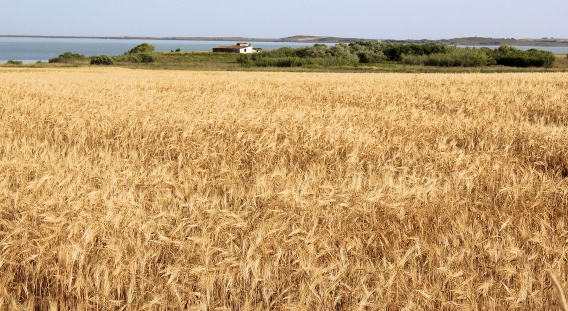 Οι αξιολογήσεις της κατάστασης των καλλιεργειών χειμερινού σιταριού επιδεινώθηκαν στις ΗΠΑ • Έλληνας Αγρότης