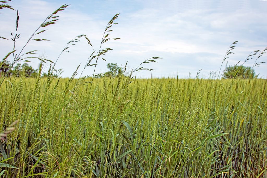 Σιτηρά: Ευεργετικές δείχνουν να είναι οι τελευταίες βροχοπτώσεις