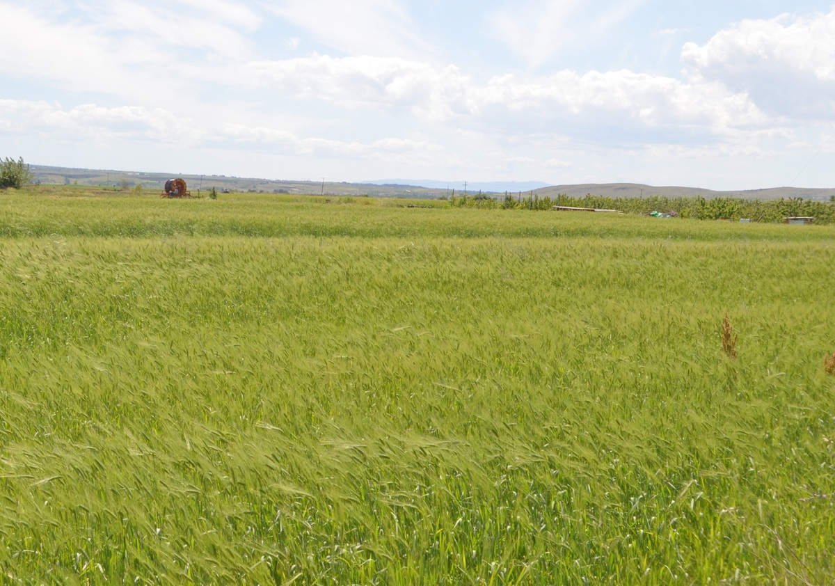Του καιρού τα… γυρίσματα πλήττουν τα σιτηρά