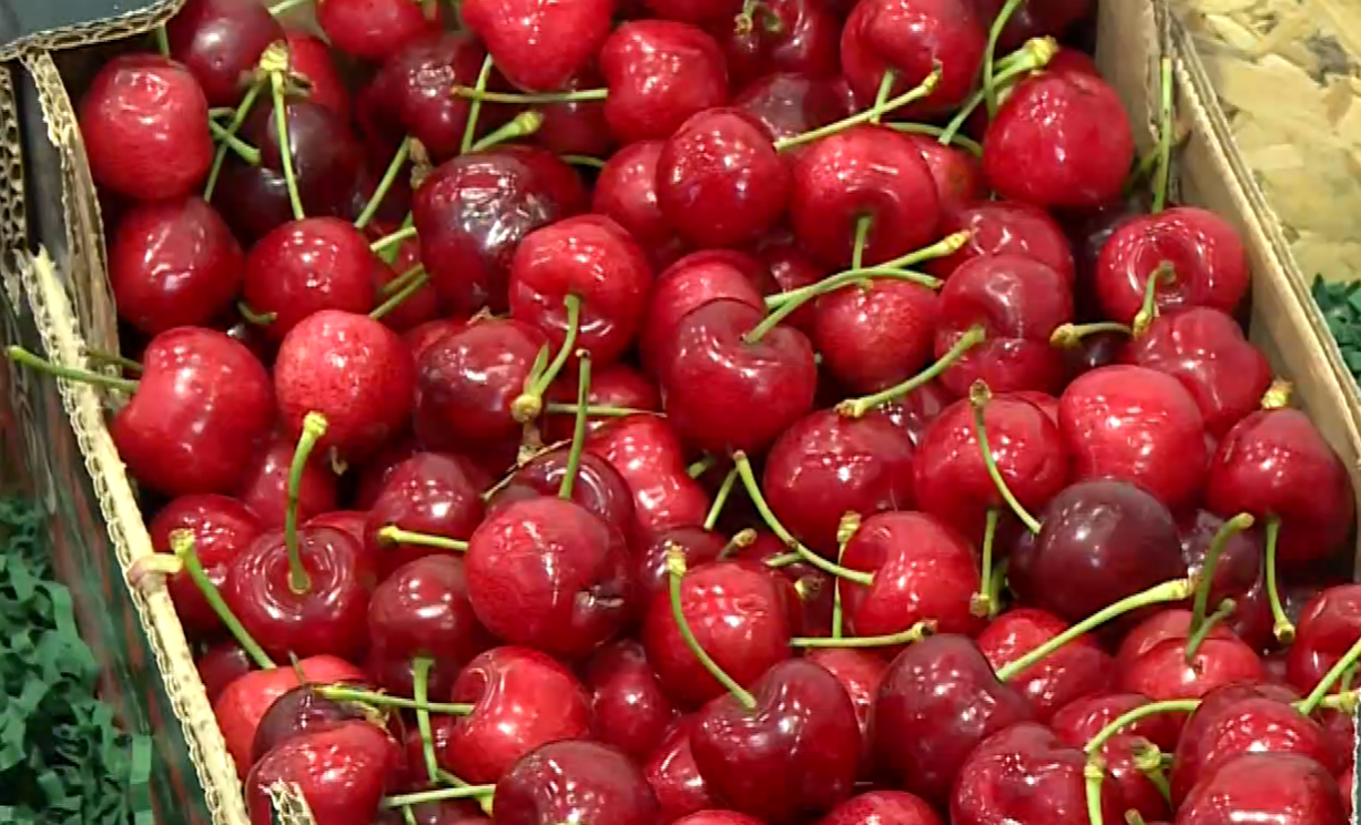 Θεσσαλονίκη: «Χρυσά» τα πρώτα κεράσια της χρονιάς