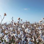 Βαμβάκι: Οι χαμηλές τιμές και το αυξημένο κόστος οδηγούν σε μείωση των εκτάσεων