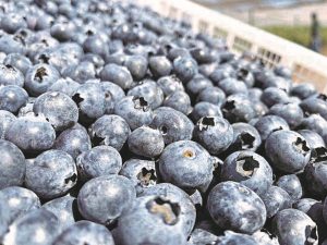 Η ζήτηση για βατόμουρα ξεπερνά την παραγωγή • Έλληνας Αγρότης