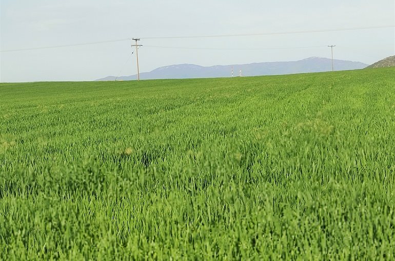 Βγήκαν οι αποφάσεις για τις συνδεδεμένες σιτηρών στο ταμείο οι αγρότες
