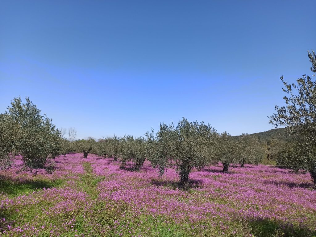 Παρατηρητήριο Τιμών Ελαιολάδων (17/4/2026)