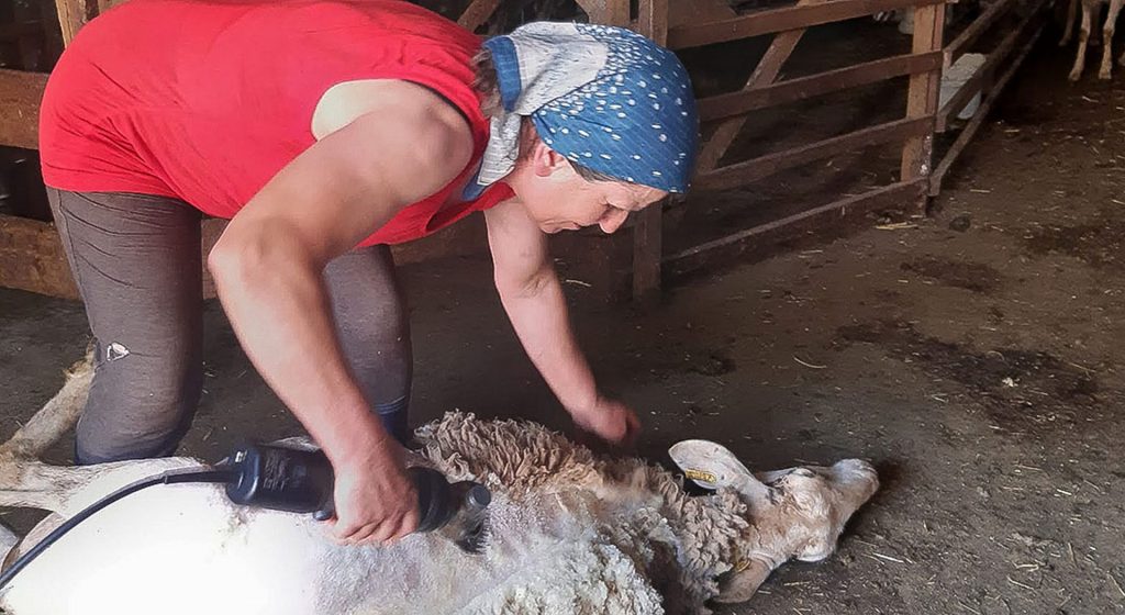 Πως γίνεται κουρά αιγοπροβάτων με μέτρα βιοσφάλειας - Οδηγίες από τις Περιφέρειες • Έλληνας Αγρότης